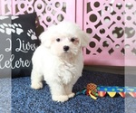 Image preview for Ad Listing. Nickname: Dove