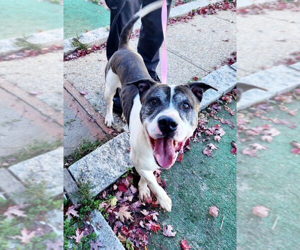 Medium Photo #1 American Bulldog-Unknown Mix Puppy For Sale in Perth Amboy, NJ, USA