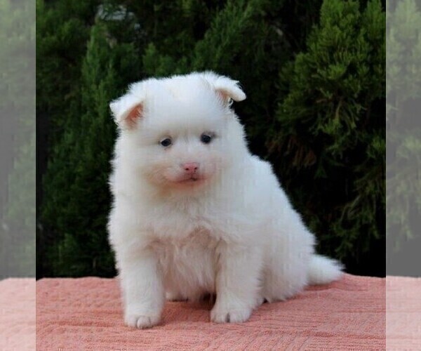 Medium Photo #3 Pomsky Puppy For Sale in GAP, PA, USA