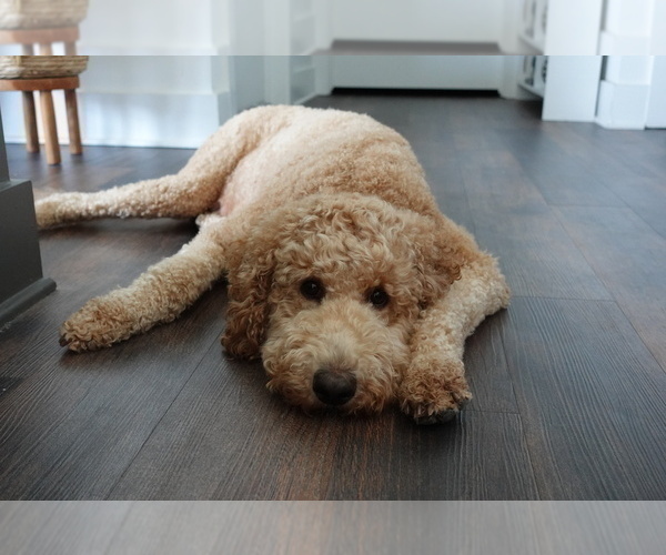 Medium Photo #1 Goldendoodle Puppy For Sale in NASHVILLE, TN, USA