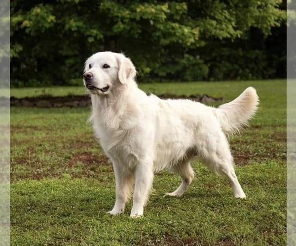 Medium Photo #1 Golden Retriever Puppy For Sale in CHESHIRE, CT, USA