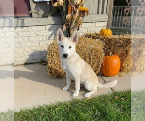 **MARSHMALLOW** - Male Siberian Husky-Unknown Mix Dog for Adoption - Photo #2