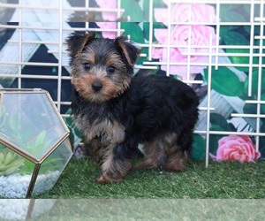 Yorkshire Terrier Puppy for sale in MARIETTA, GA, USA