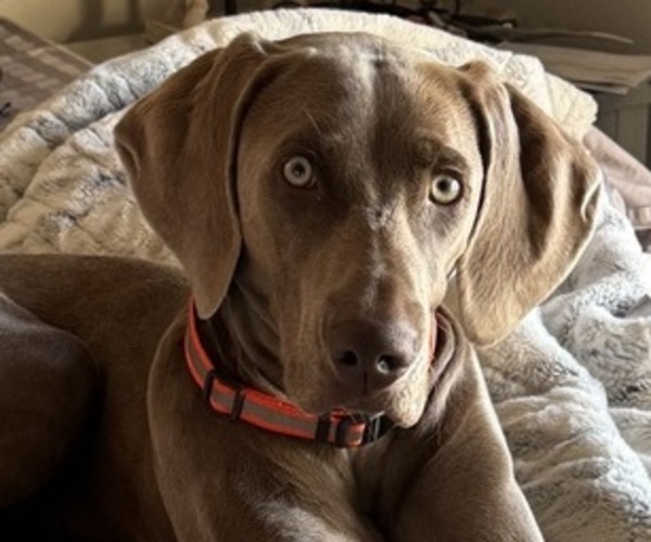 Medium Photo #1 Vizsla-Weimaraner Mix Puppy For Sale in MARSHVILLE, NC, USA