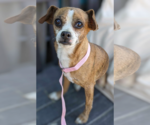 Small #3 Chihuahua Mix