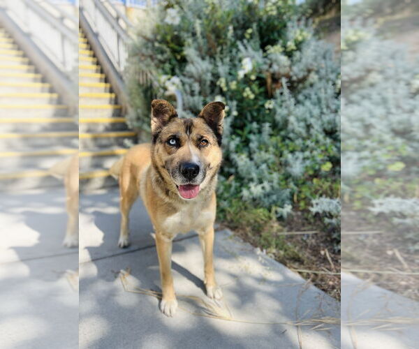 Medium Photo #2 Siberian Husky Puppy For Sale in Salinas, CA, USA