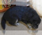 Small Photo #30 Golden Labrador Puppy For Sale in IDAHO SPRINGS, CO, USA