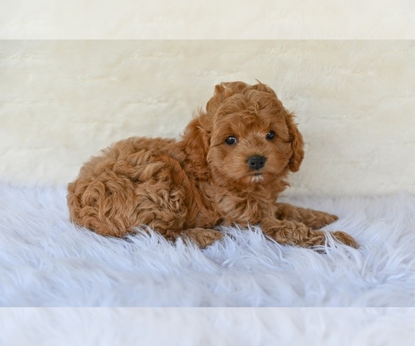Medium Photo #2 Cock-A-Poo Puppy For Sale in MILLERSBURG, OH, USA