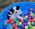 Small #3 Bernedoodle mix (+ Poodle Standard)