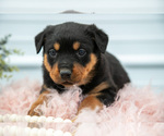 Puppy Nettie Rottweiler