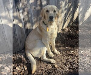 Golden Retriever Dogs for adoption in Denton, TX, USA