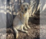 Small Photo #1 Golden Retriever Puppy For Sale in Denton, TX, USA