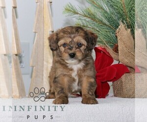 ShihPoo Puppy for sale in GORDONVILLE, PA, USA