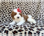 Small #6 Cavapoo (Miniature)