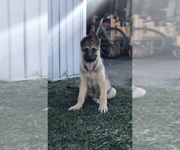 Medium Photo #5 German Shepherd Dog Puppy For Sale in BLMGTN, IN, USA