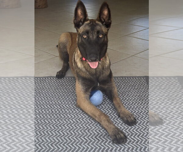 Medium Photo #3 Mutt Puppy For Sale in Imlay City, MI, USA