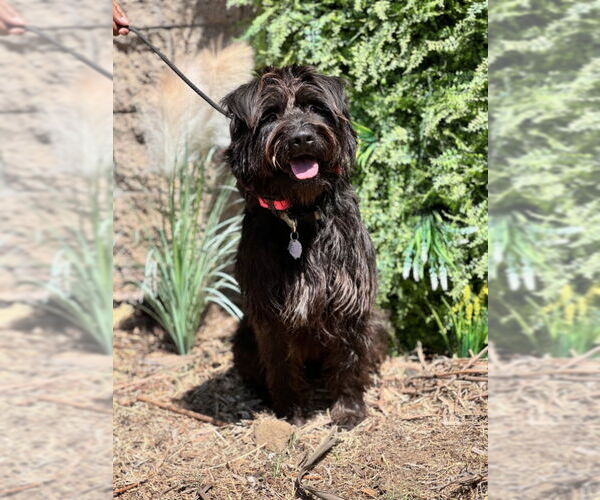 Medium Photo #9 Mutt Puppy For Sale in San Diego, CA, USA