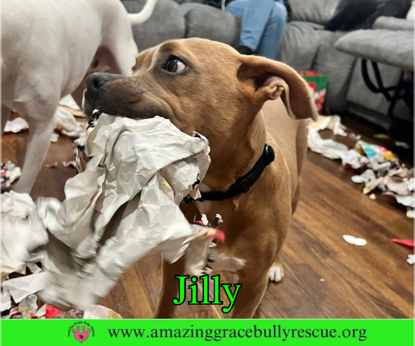 Medium Photo #20 American Pit Bull Terrier-Unknown Mix Puppy For Sale in Milton, FL, USA