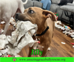 Small Photo #20 American Pit Bull Terrier-Unknown Mix Puppy For Sale in Milton, FL, USA