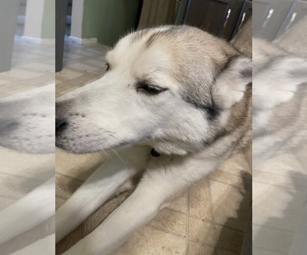 Medium Photo #3 Siberian Husky-Unknown Mix Puppy For Sale in Fort Collins, CO, USA