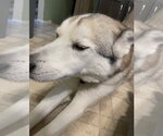 Small #2 Siberian Husky Mix