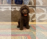 Puppy Marigold Goldendoodle