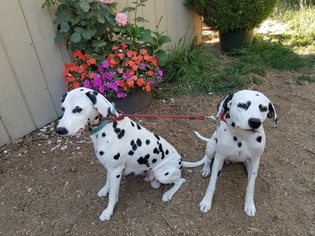 Mother of the Dalmatian puppies born on 07/09/2018