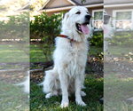 Small #10 Great Pyrenees