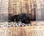 Small #2 Pekingese