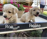 Small #8 Labrador Retriever