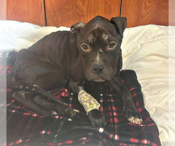 Medium Photo #2 American Pit Bull Terrier Puppy For Sale in Spring Lake, NJ, USA
