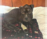 Small #1 American Pit Bull Terrier