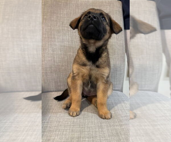 Medium Photo #1 Mutt Puppy For Sale in Dana Point, CA, USA