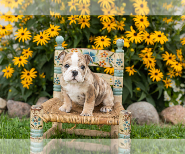 Medium Photo #1 English Bulldog Puppy For Sale in BOURBON, IN, USA