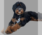 Small Photo #1 Miniature Bernedoodle Puppy For Sale in LONG BEACH, CA, USA