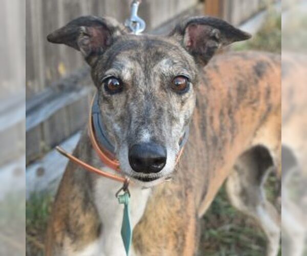 Medium Photo #1 Greyhound Puppy For Sale in Grandville, MI, USA