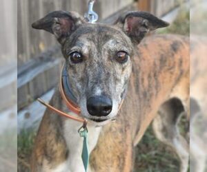 Greyhound Dogs for adoption in Grandville, MI, USA