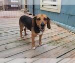 Small #3 Beagle