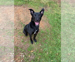 Labrador Retriever-Unknown Mix Dogs for adoption in Bryant, AR, USA