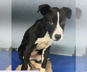 Labrador Retriever-Unknown Mix Dogs for adoption in Sheboygan, WI, USA