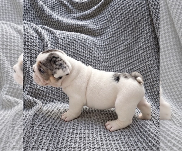 Medium Photo #2 Bulldog Puppy For Sale in HUTCHINSON, KS, USA
