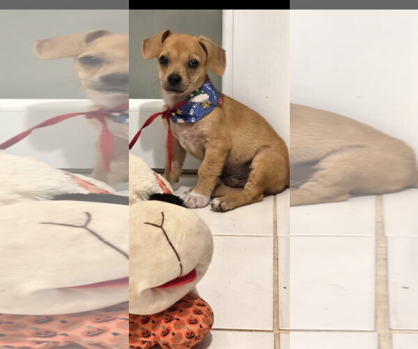 Medium Photo #3 Chihuahua-Unknown Mix Puppy For Sale in NYC, NY, USA