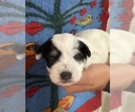 Small #2 Pembroke Welsh Corgi-Poodle (Miniature) Mix