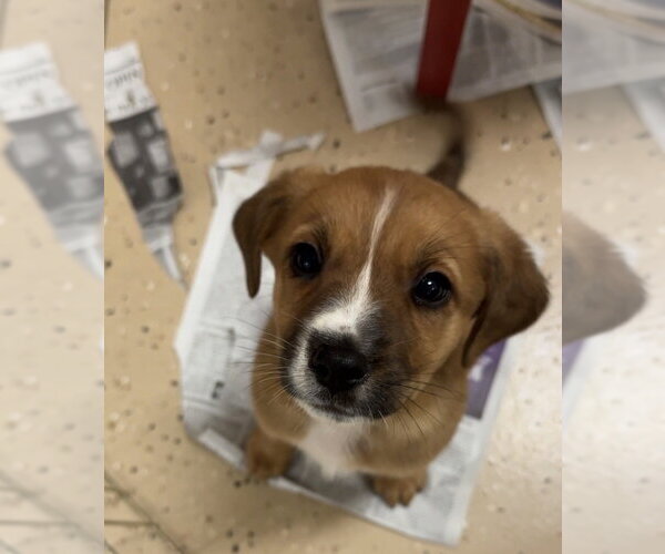 Medium Photo #6 Mutt Puppy For Sale in Mundelein, IL, USA