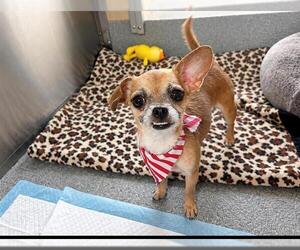 Cairn Terrier-Unknown Mix Dogs for adoption in Orange, CA, USA