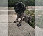 Puppy Camo Mastiff