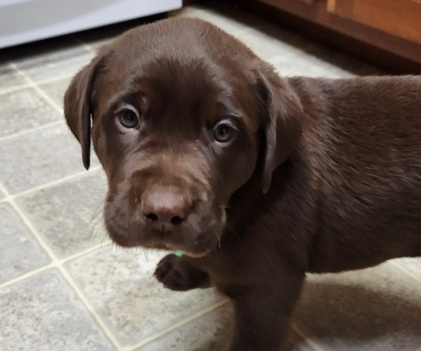 Medium Photo #1 Labrador Retriever Puppy For Sale in WINDSOR, PA, USA