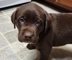 Small Photo #1 Labrador Retriever Puppy For Sale in WINDSOR, PA, USA