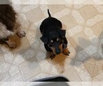 Small Photo #2 Doxie-Pin Puppy For Sale in Denver , CO, USA