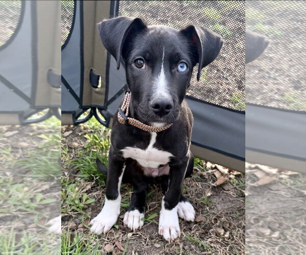 Medium Photo #1 Labsky Puppy For Sale in Omaha, NE, USA